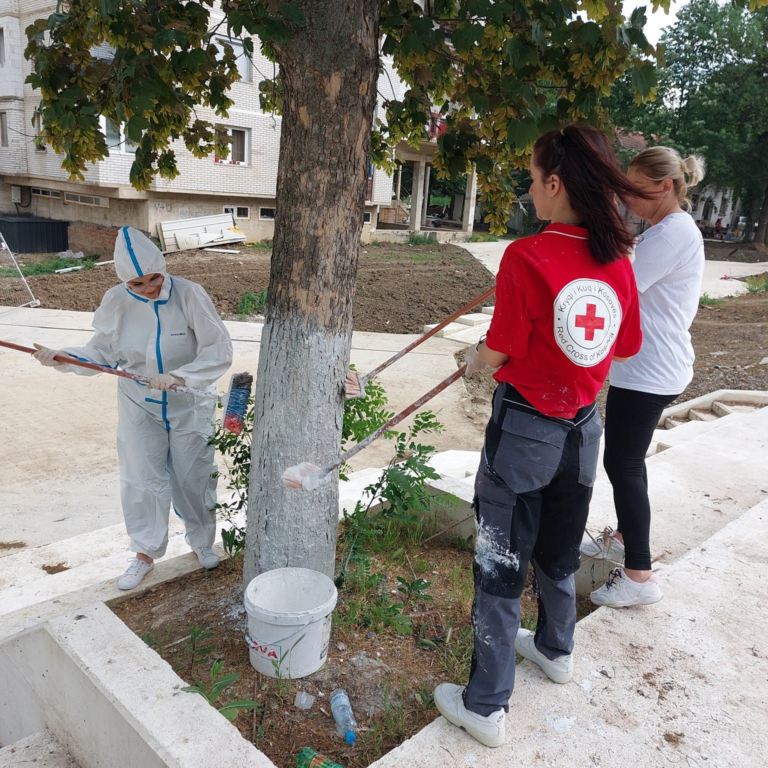 Kryqi i Kuq i Kosovës gëlqerosë 600 drunjë në qytetin e Kamenicës